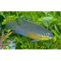 Pelvicachromis Taeniatus Nigeria green 4-5cm